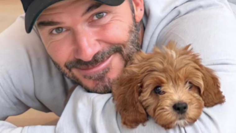 Simba, le chien de David et Victoria Beckham : Race, âge, et plus encore