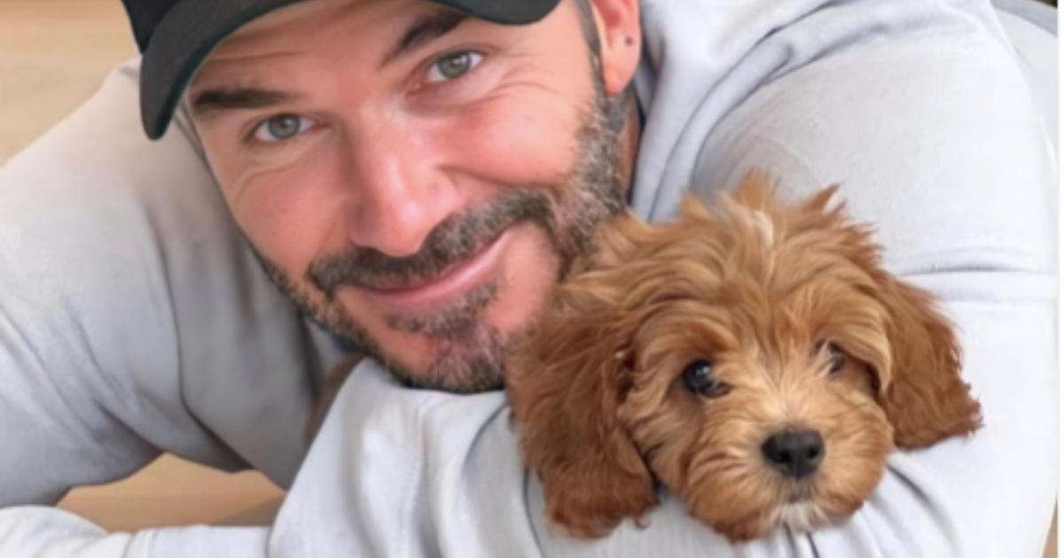 Simba, le chien de David et Victoria Beckham : Race, âge, et plus encore
