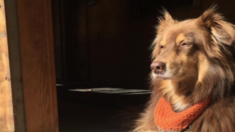 Le chien d’Amanda Seyfried, Finn : Race, âge, et plus encore