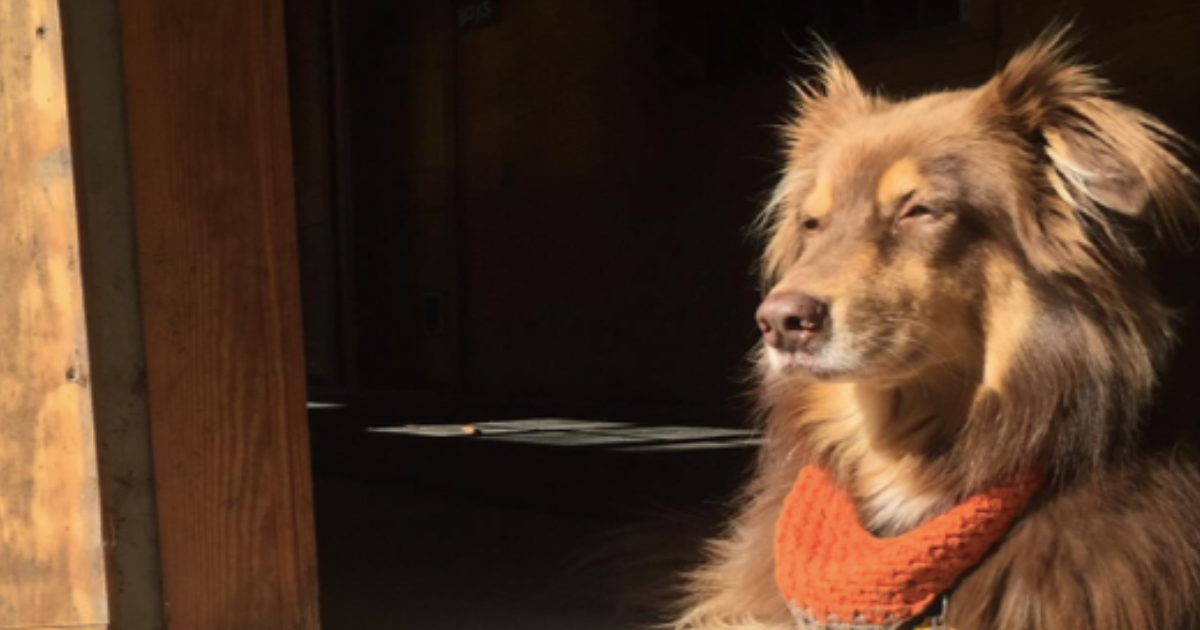 Le chien d’Amanda Seyfried, Finn : Race, âge, et plus encore