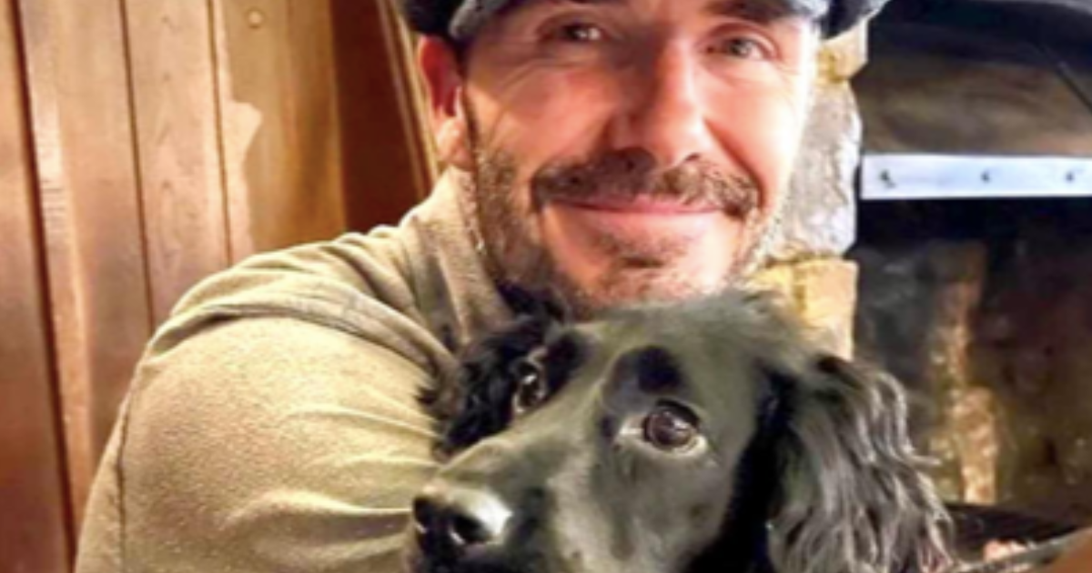 Le chien de David et Victoria Beckham : race, âge, et plus encore