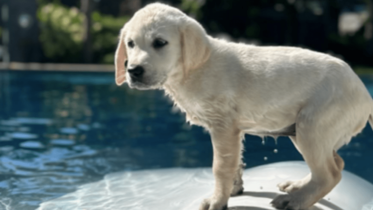 Le chien de Neil Patrick Harris, Bianca Burtka-Harris : race, âge, et plus encore