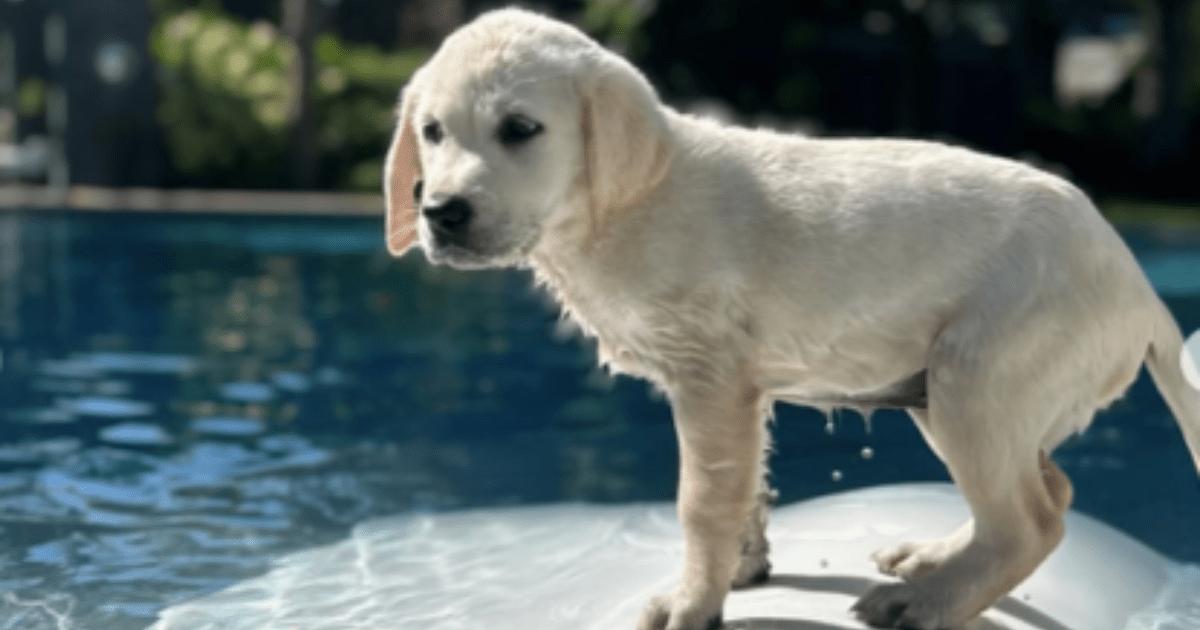 Le chien de Neil Patrick Harris, Bianca Burtka-Harris : race, âge, et plus encore