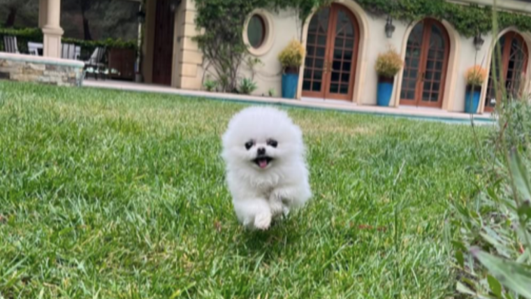 Le chien de Paris Hilton, Ether Reum : Race, âge, et plus encore