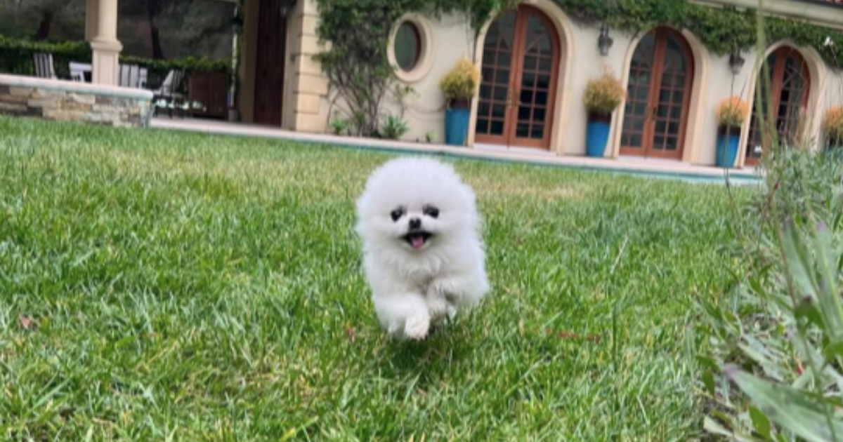 Le chien de Paris Hilton, Ether Reum : Race, âge, et plus encore