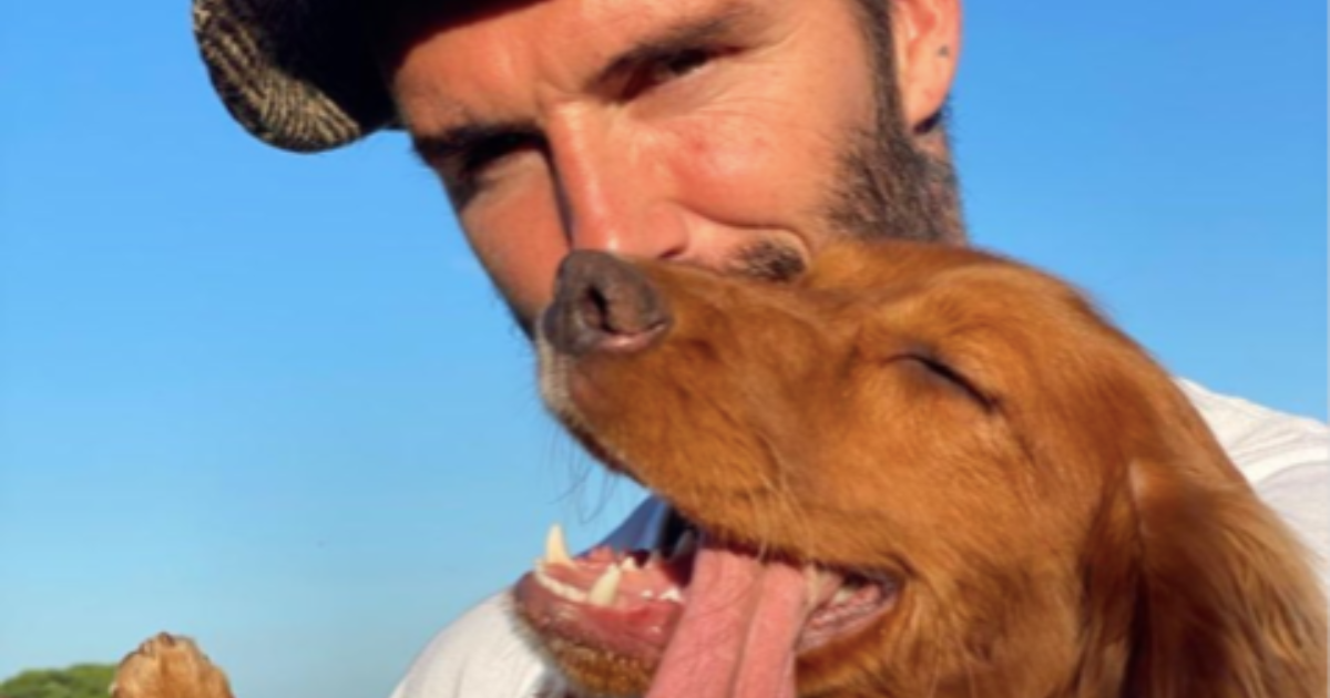 Le chien de David et Victoria Beckham : race, âge, et plus encore