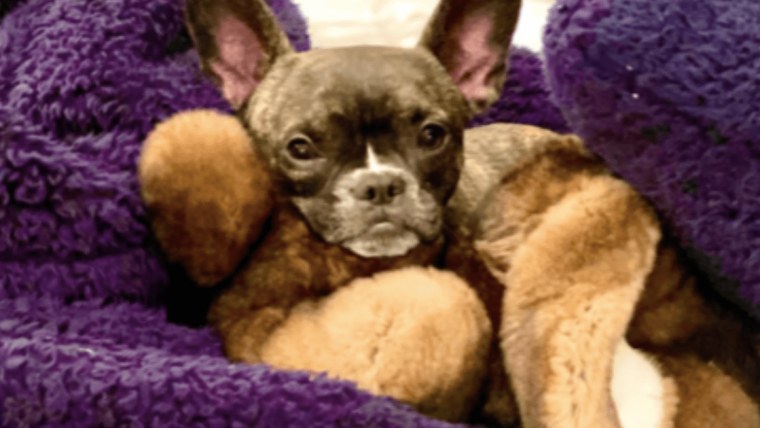 Le chien de Neil Patrick Harris, Spike : Race, âge, et plus encore