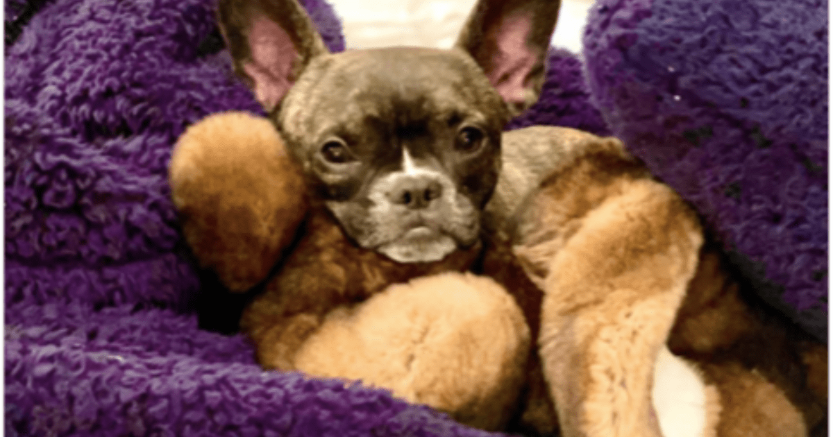 Le chien de Neil Patrick Harris, Spike : Race, âge, et plus encore