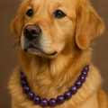 Golden retreiver portant un collier d'Améthyste