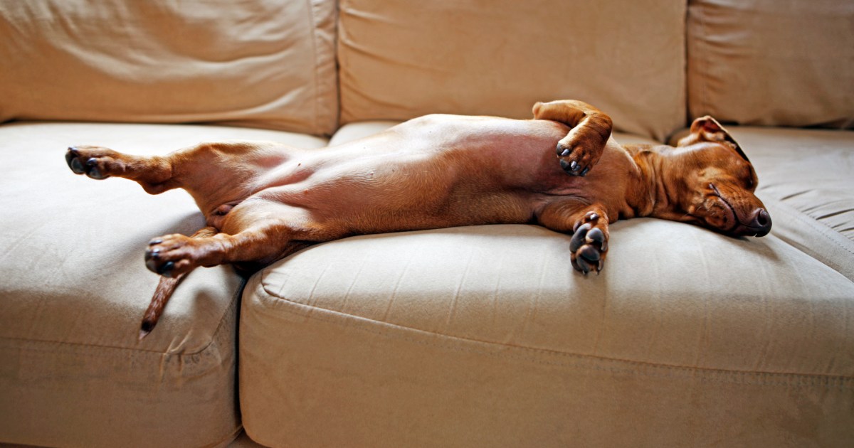 Hypoglycémie chez le chien : symptômes, causes et traitements