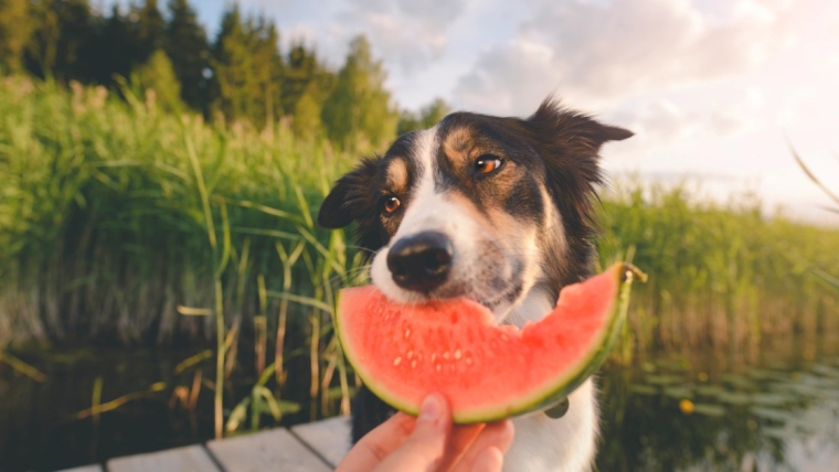 Les chiens peuvent-ils manger de la pastèque ? La pastèque est-elle sans danger pour les chiens ?