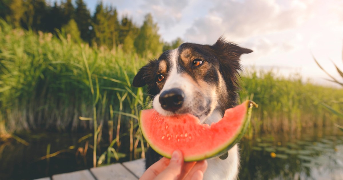 Les chiens peuvent-ils manger de la pastèque ? La pastèque est-elle sans danger pour les chiens ?