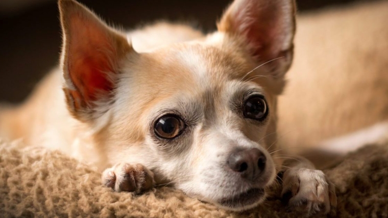 Fontanelle ouverte chez le chien : symptômes, causes et traitements