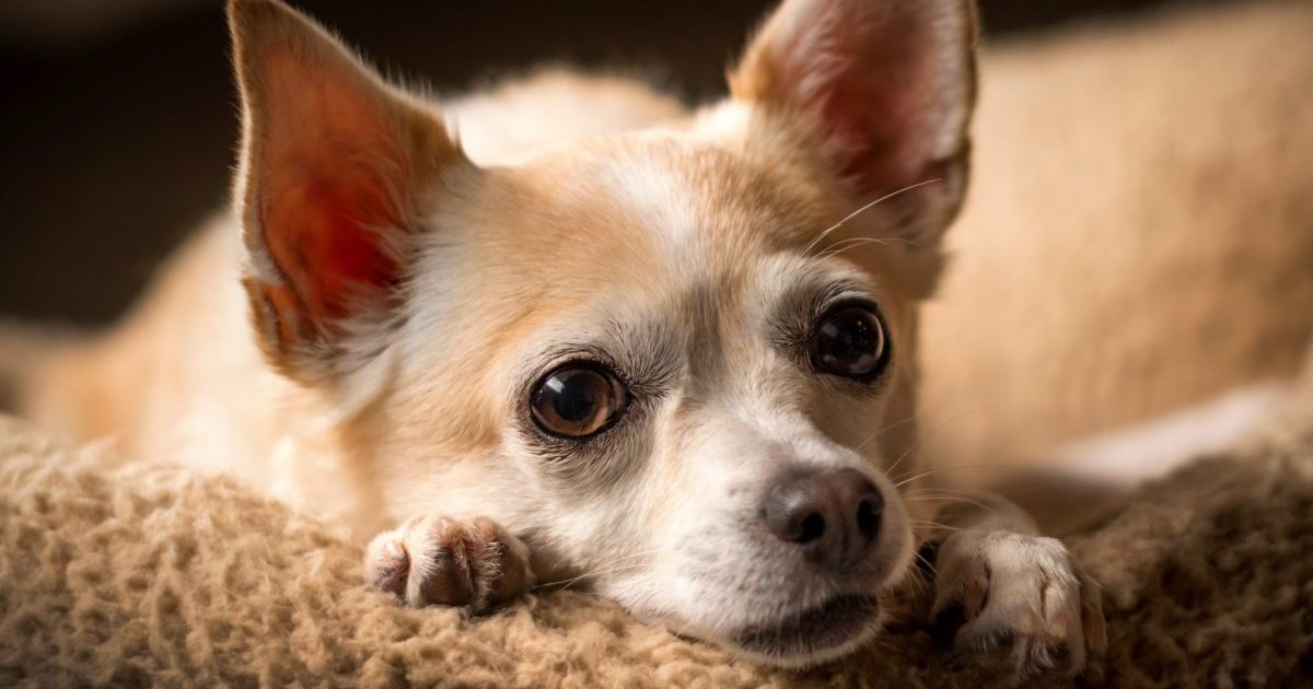 Fontanelle ouverte chez le chien : symptômes, causes et traitements