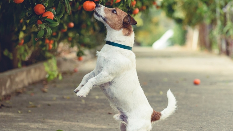 Les chiens peuvent-ils manger des mandarines ? Les mandarines sont-elles sans danger pour les chiens ?