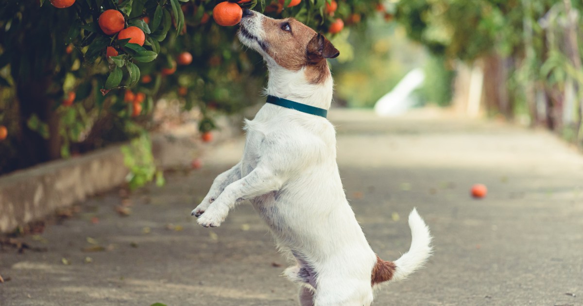 Les chiens peuvent-ils manger des mandarines ? Les mandarines sont-elles sans danger pour les chiens ?