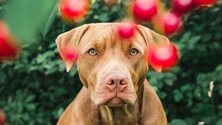 Les chiens peuvent-ils manger des cerises ? Les cerises sont-elles sans danger pour les chiens ?