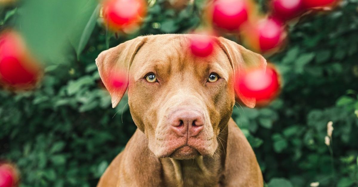 Les chiens peuvent-ils manger des cerises ? Les cerises sont-elles sans danger pour les chiens ?