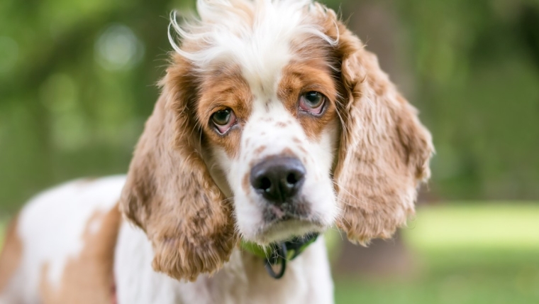 Ectropion (œil tombant) chez le chien : symptômes, causes et traitements