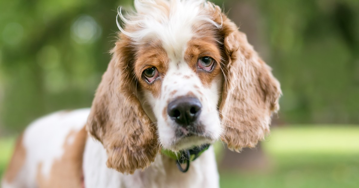 Ectropion (œil tombant) chez le chien : symptômes, causes et traitements