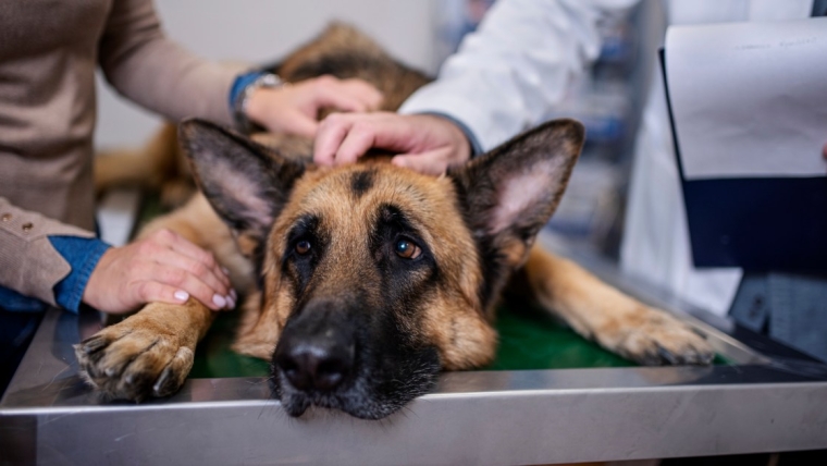 Le ballonnement chez le chien : symptômes, causes et traitements