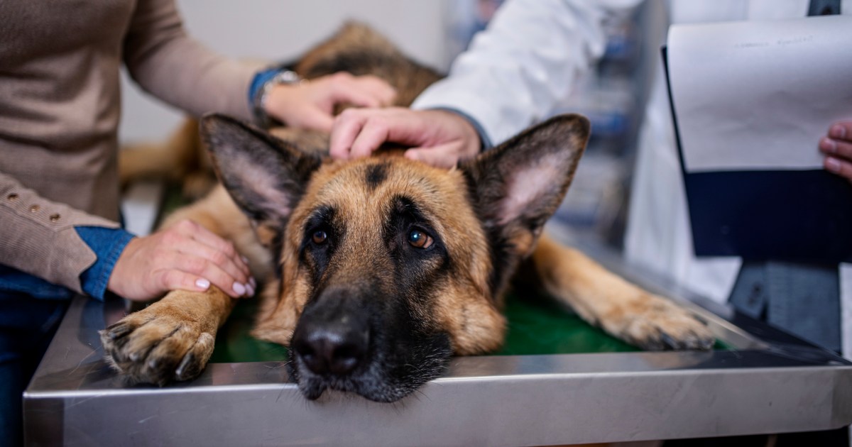 Le ballonnement chez le chien : symptômes, causes et traitements