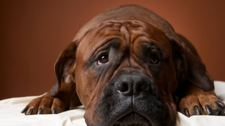 Cancer de la prostate chez le chien : symptômes, causes et traitements