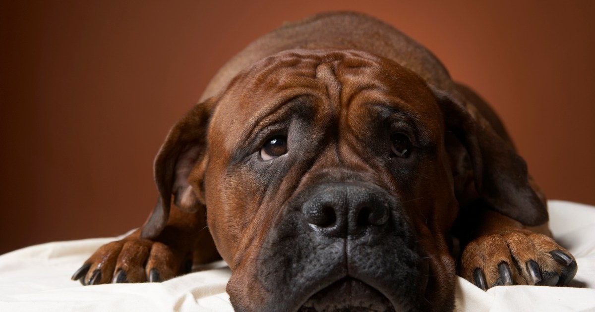 Cancer de la prostate chez le chien : symptômes, causes et traitements