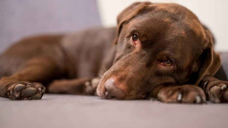 Ascite chez le chien : symptômes, causes et traitements
