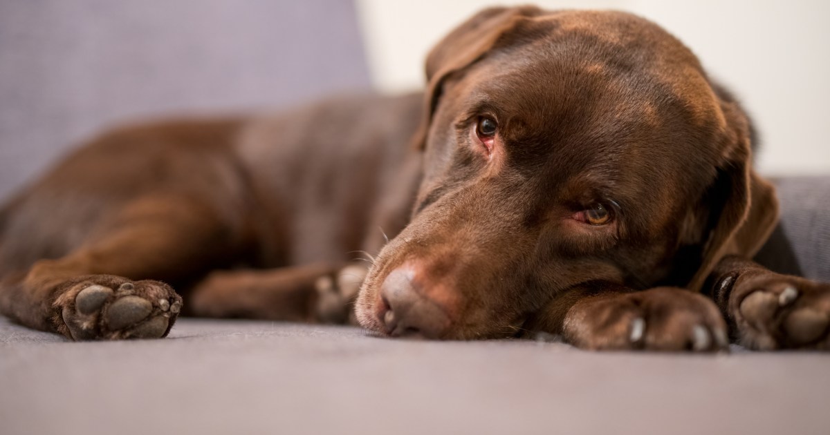 Ascite chez le chien : symptômes, causes et traitements