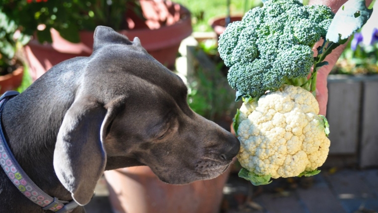 Les chiens peuvent-ils manger du chou-fleur ? Le chou-fleur est-il sans danger pour les chiens ?