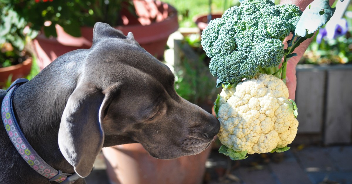 Les chiens peuvent-ils manger du chou-fleur ? Le chou-fleur est-il sans danger pour les chiens ?