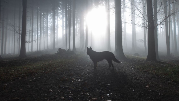 Une société de biotechnologie affirme que le loup a ressuscité après avoir disparu il y a 12 000 ans