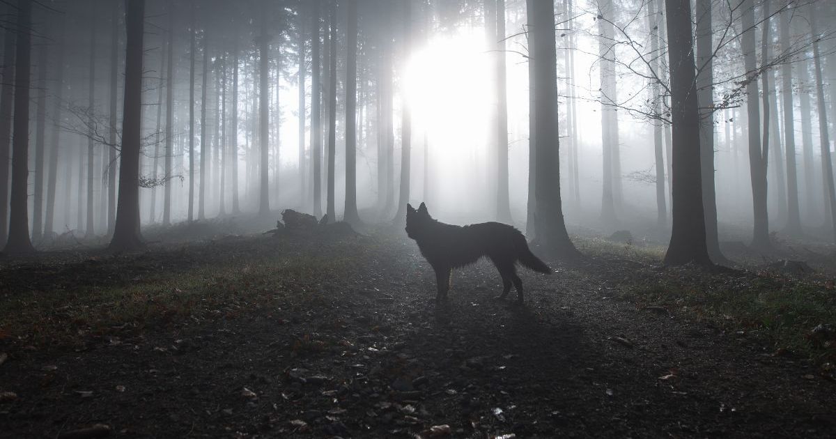 Une société de biotechnologie affirme que le loup a ressuscité après avoir disparu il y a 12 000 ans