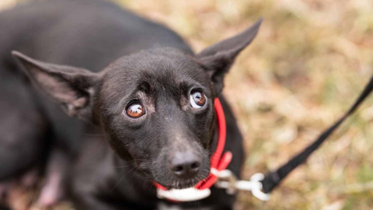 Les chiens sont mauvais pour l’environnement, selon un rapport