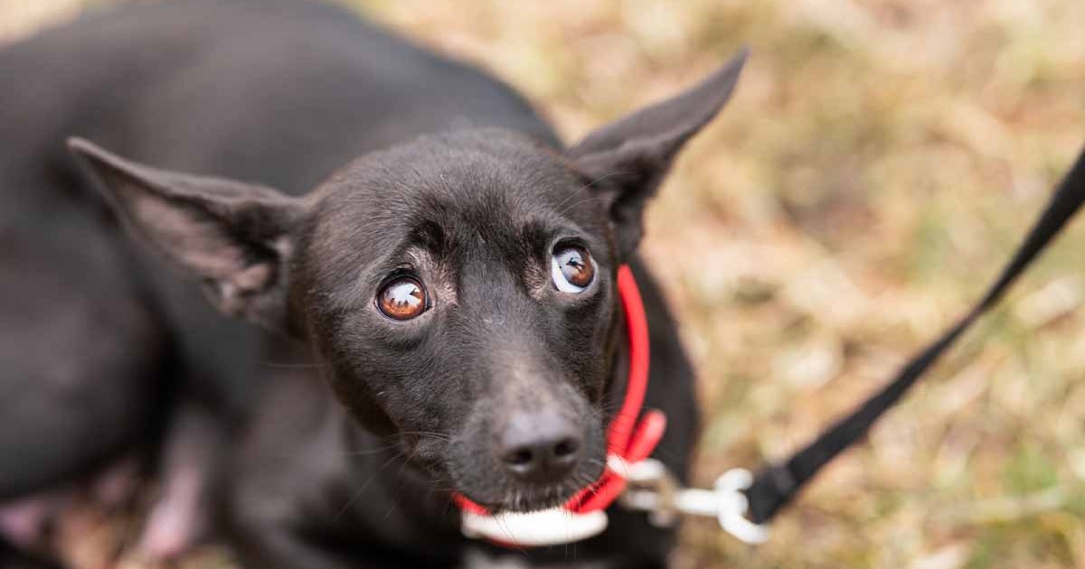 Les chiens sont mauvais pour l’environnement, selon un rapport