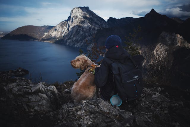 Vous partez en randonnée avec votre chien ? Suivez ces conseils pour assurer leur sécurité