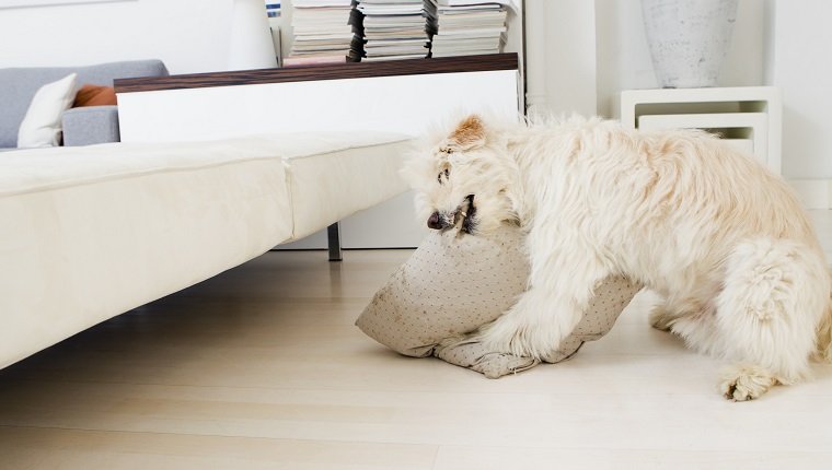 Le pica chez le chien : symptômes, causes et traitements