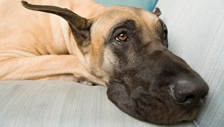 Dogue allemand sur un canapé