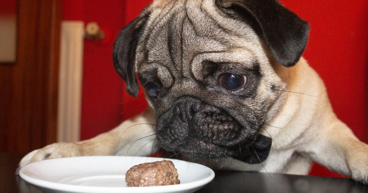Les chiens peuvent-ils manger des boulettes de viande ? Les boulettes de viande sont-elles sans danger pour les chiens ?