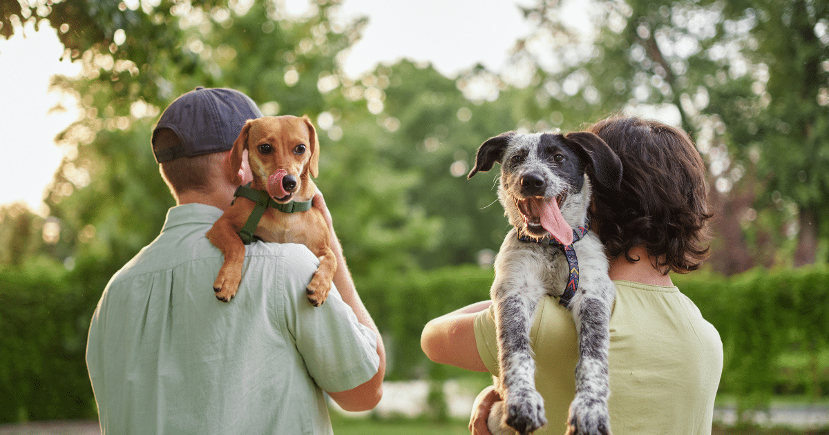 La meilleure race de chien pour chaque signe du zodiaque