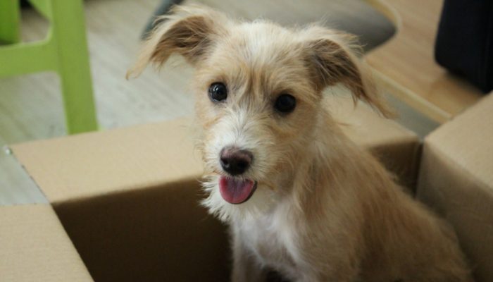 300 noms de chiens commençant par Z