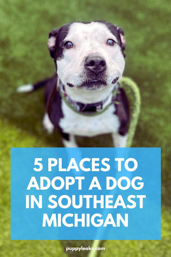 5 endroits pour adopter un chien dans le sud-est du Michigan