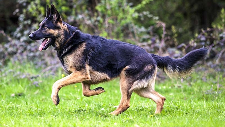 Les suppléments pour chiens pour les articulations sont-ils vraiment efficaces ?