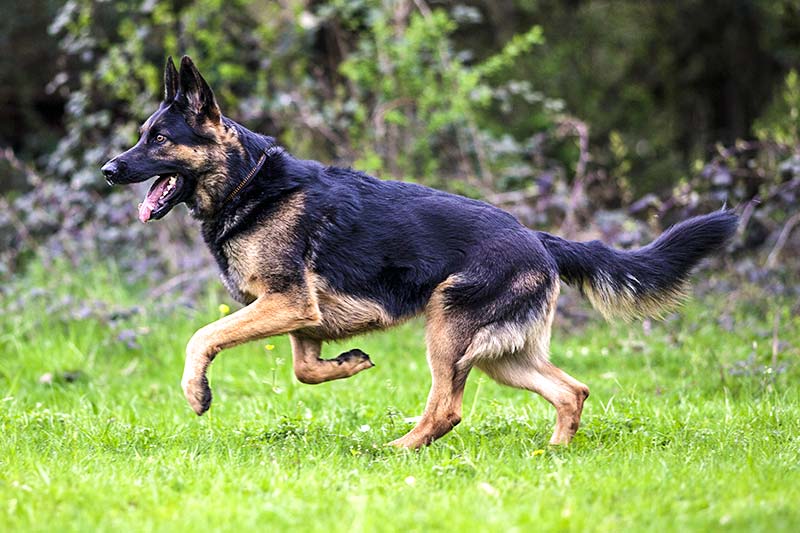 Les suppléments pour chiens pour les articulations sont-ils vraiment efficaces ?