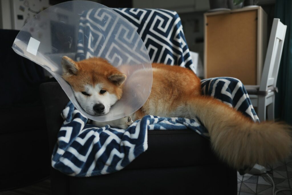 Chien de grande race reposant sur un canapé portant un collier alors qu'il se remet d'une opération chirurgicale