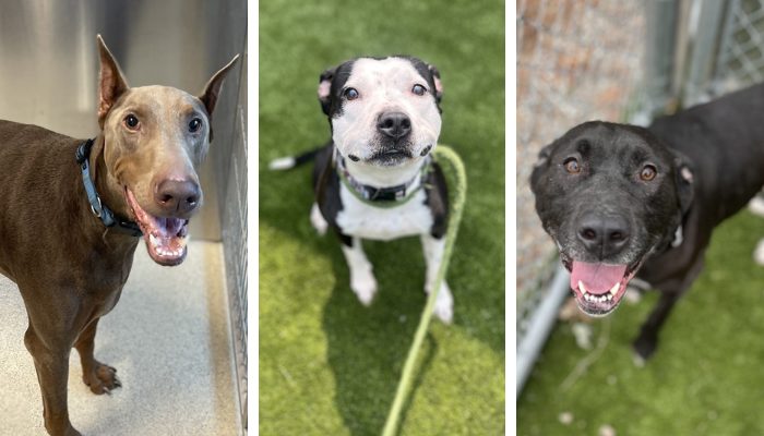 5 endroits pour adopter un chien dans le comté d’Oakland, Michigan