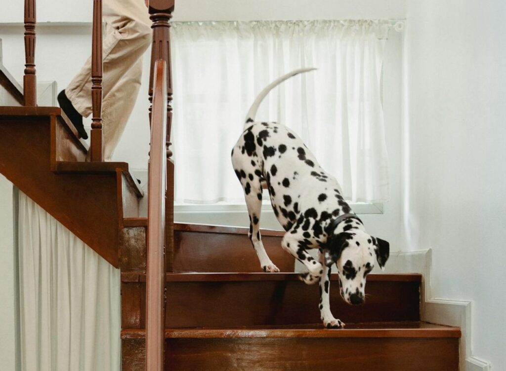 Les chiens souffrant d'arthrite ont des difficultés à monter les escaliers