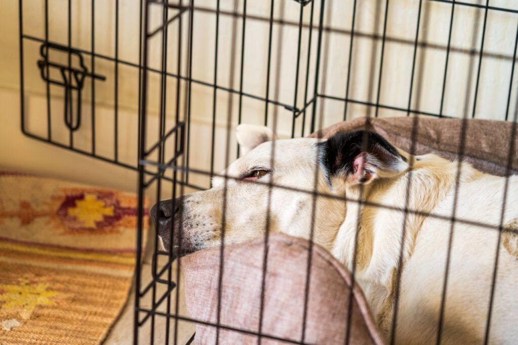 chien blanc se taisant après une opération dans une cage