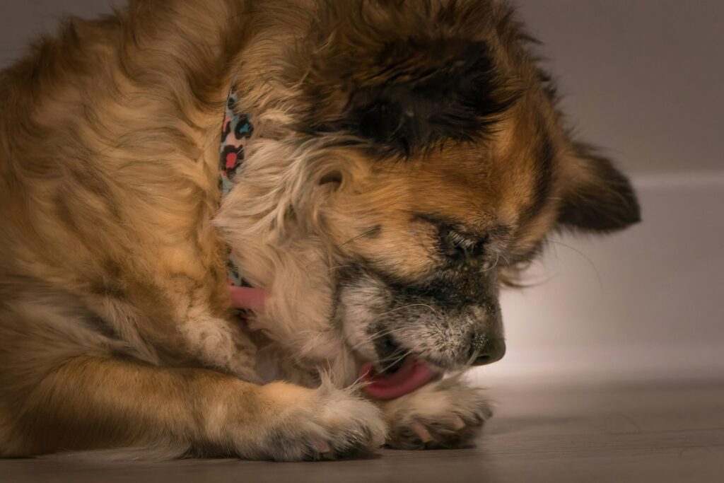 Un vieux chien qui se lèche les pattes. Le léchage excessif est l'un des signes de douleur chez le chien